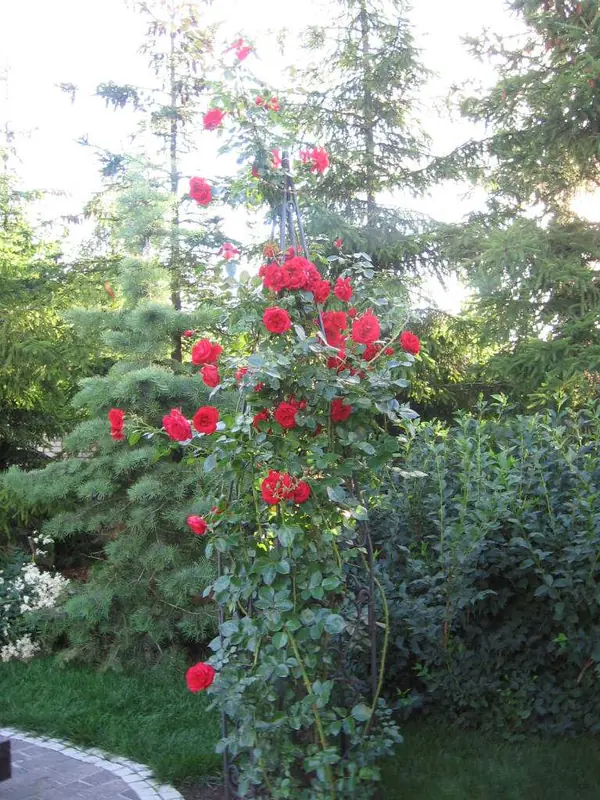 Участок в Парголово