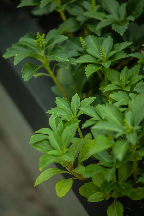 Архитектура природы