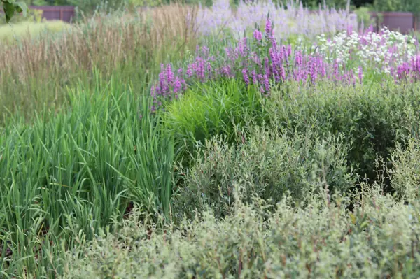 WB Берег пруда (май,июнь)