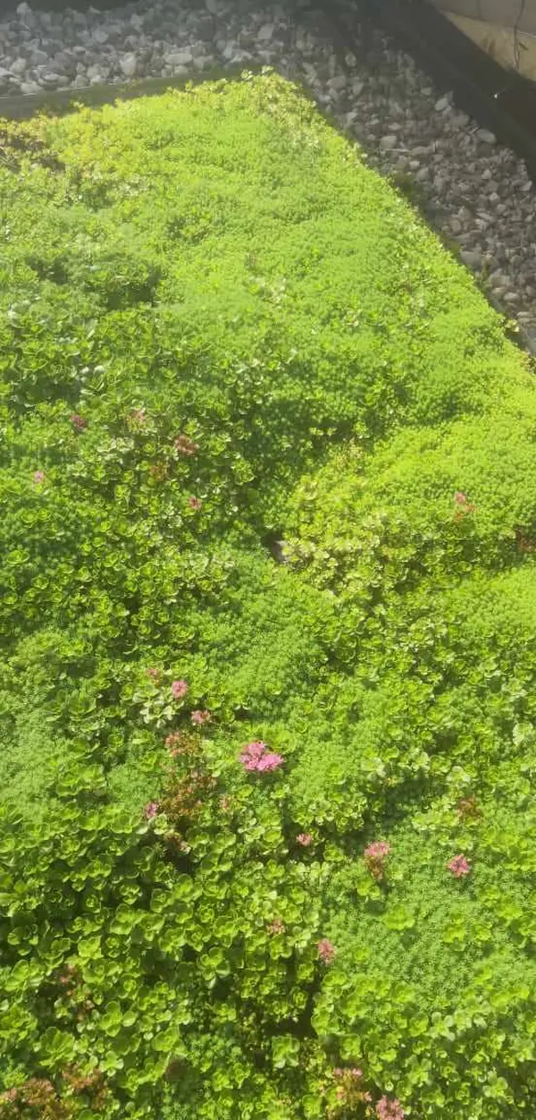 Зелёная кровля на Валдае