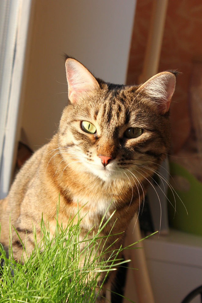 Весна идет: Как создать настроение зеленого сада в доме