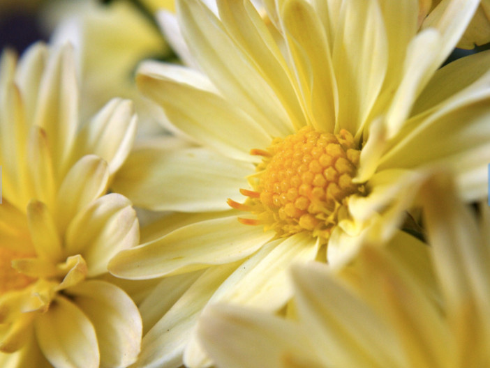 Жанна Блажко