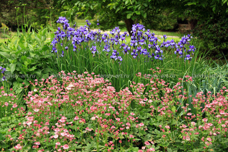 Цветники-миксбордеры.