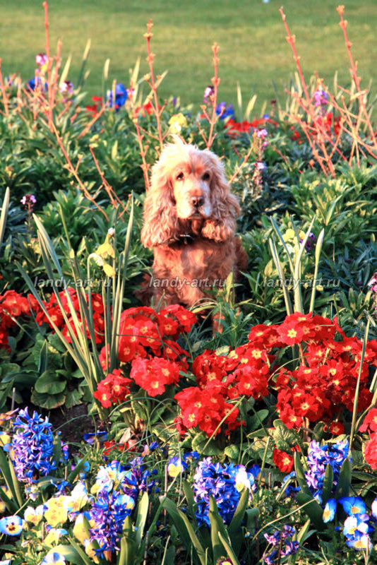 Цветники-миксбордеры.