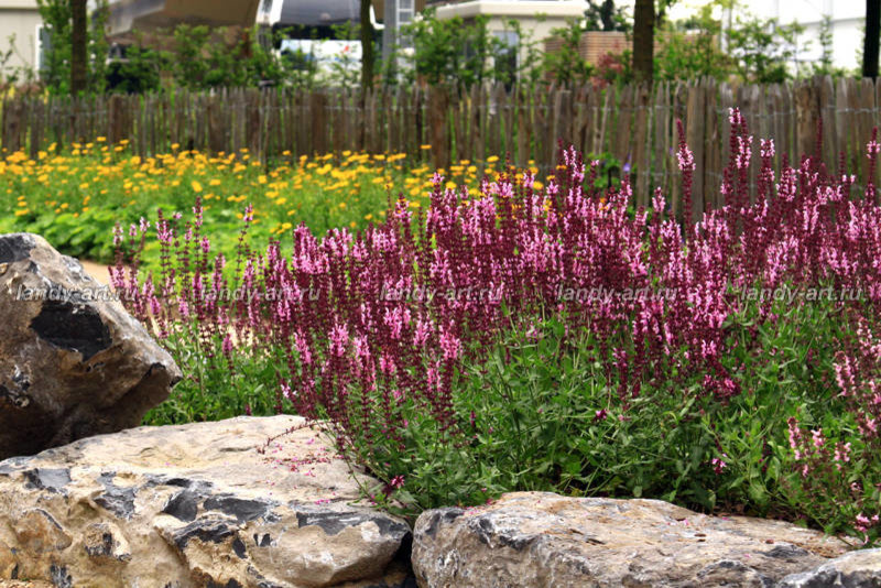 Цветники-миксбордеры.
