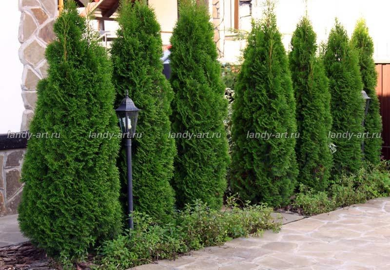 Небольшой уютный садик.