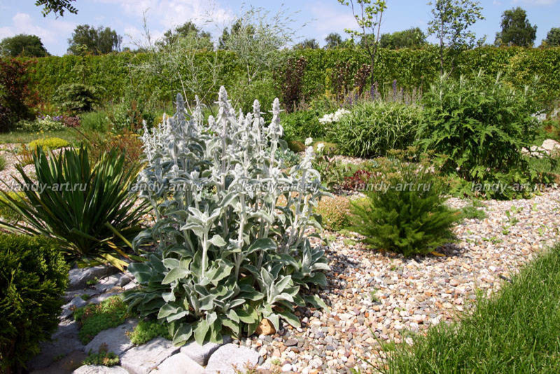 Гравийный сад.