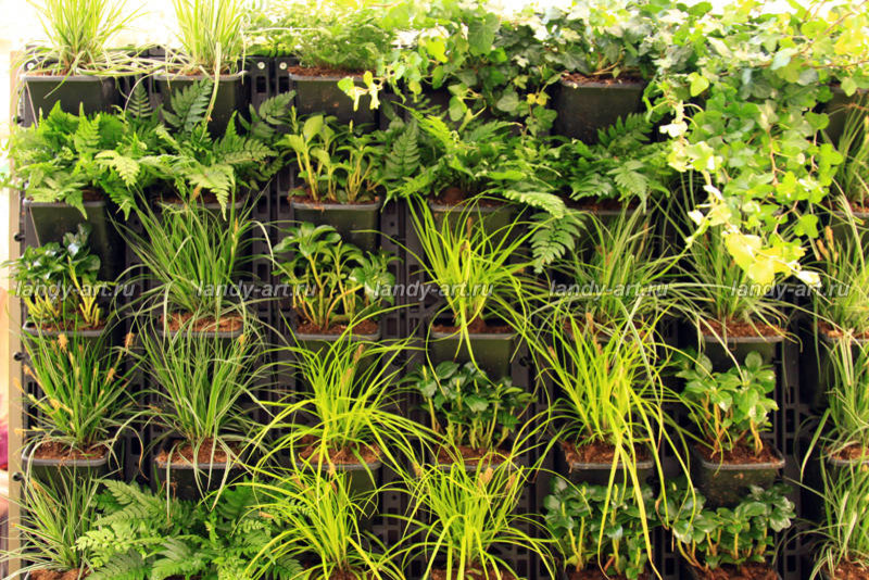 Вертикальные цветники.