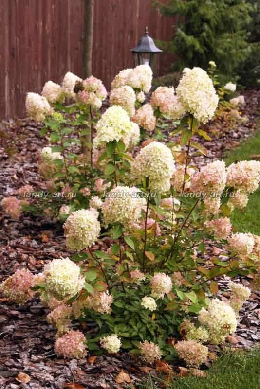 Террасный сад.