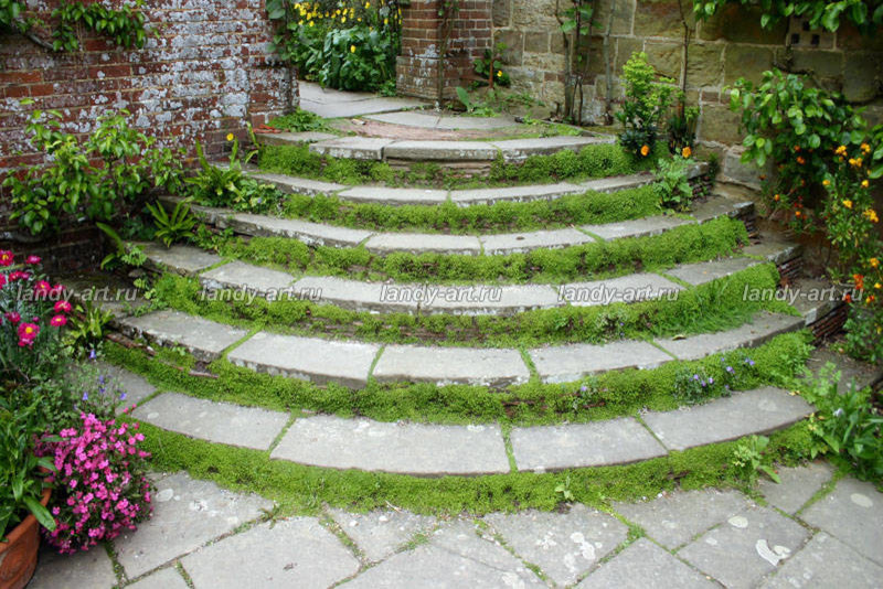 Дикие лестницы