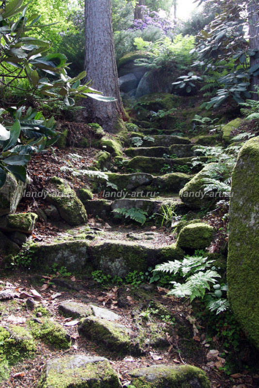 Дикие лестницы