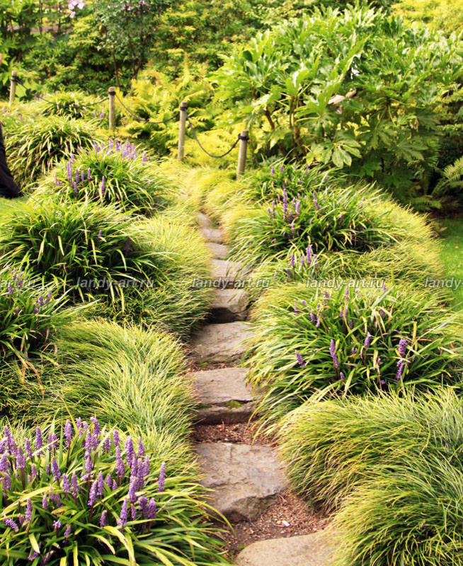 Дикие лестницы