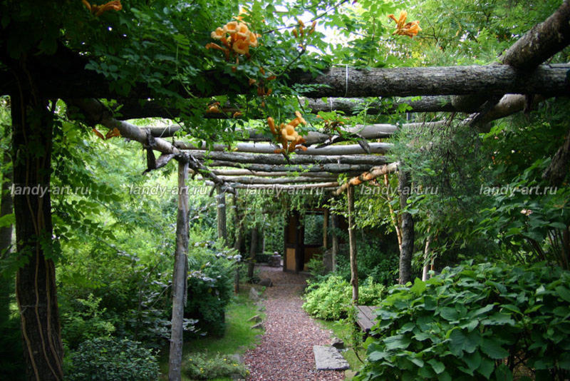 Перголы в частных садах.