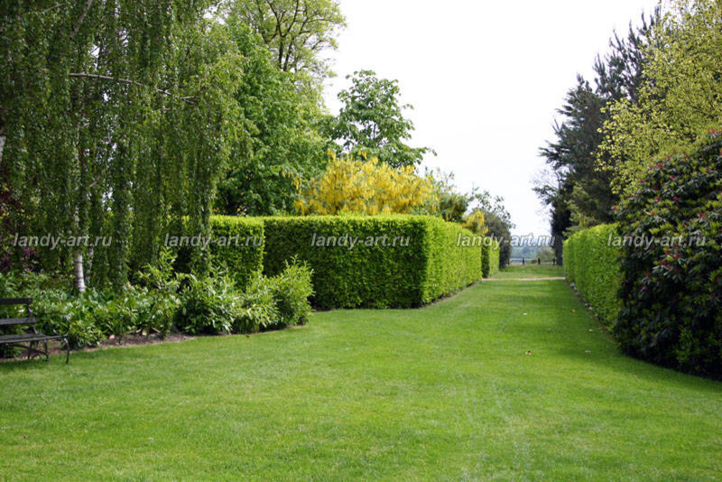 стриженые изгороди.