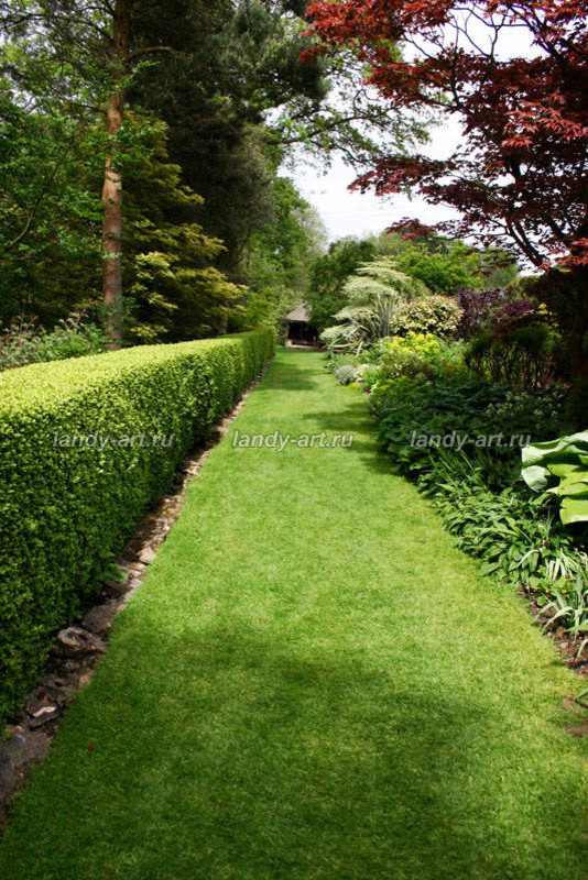 стриженые изгороди.