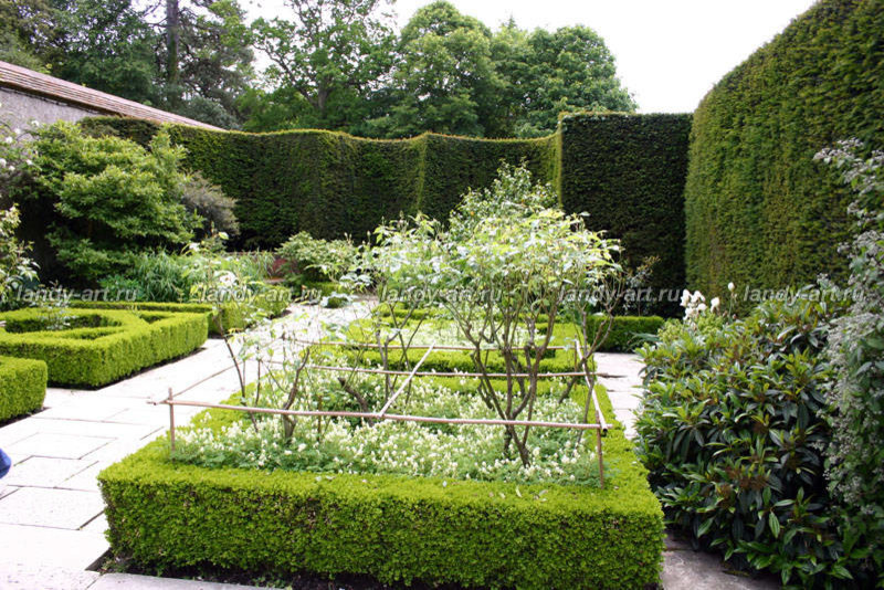 стриженые изгороди.