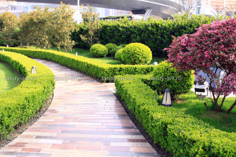 стриженые изгороди.