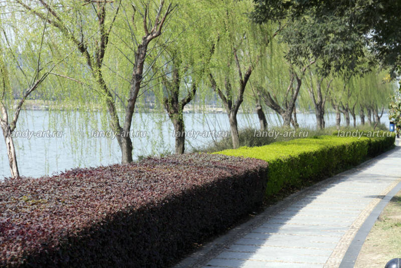 стриженые изгороди.