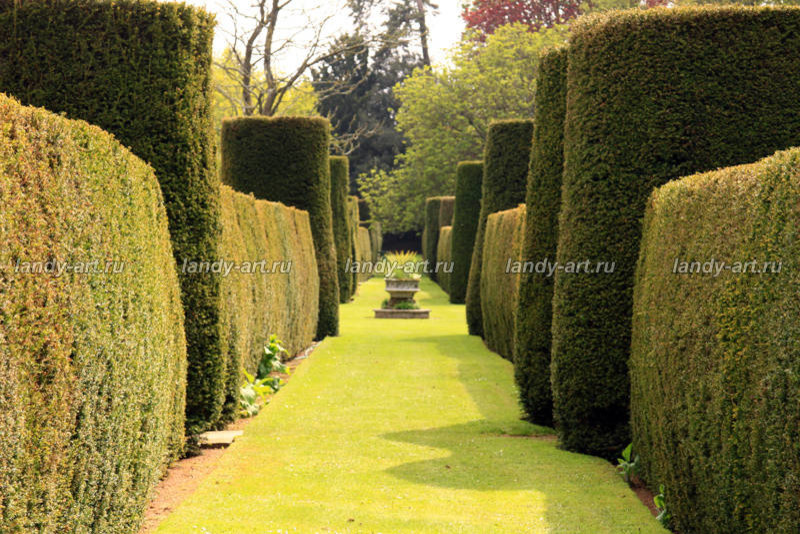 стриженые изгороди.
