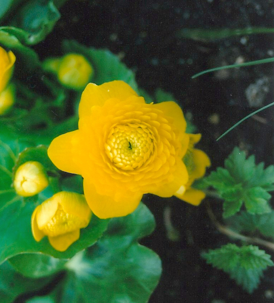 Как правильно: Выбрать первоцветы для «ленивого сада»