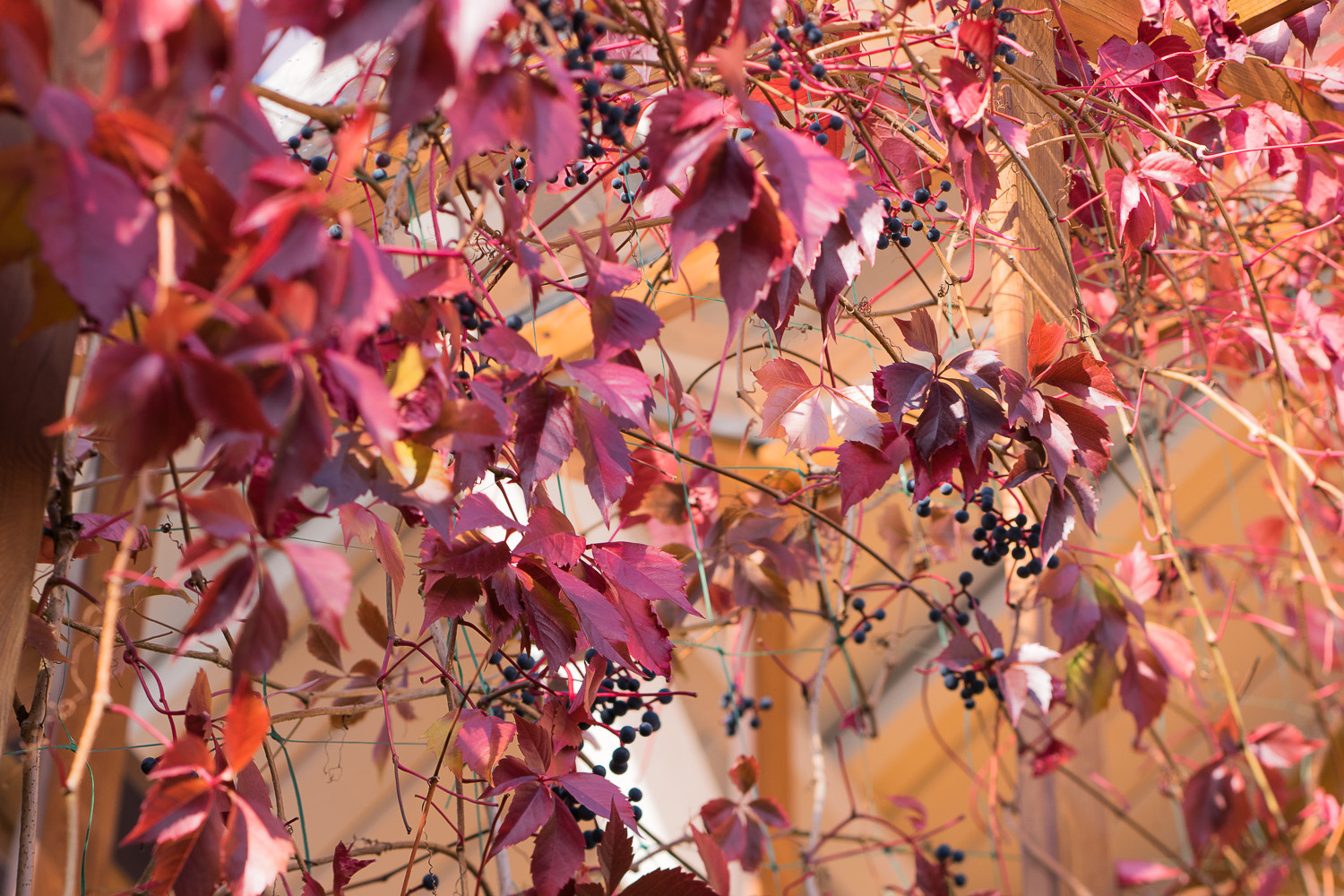 Выход на замену: Чем заменить виды, которые у нас не растут