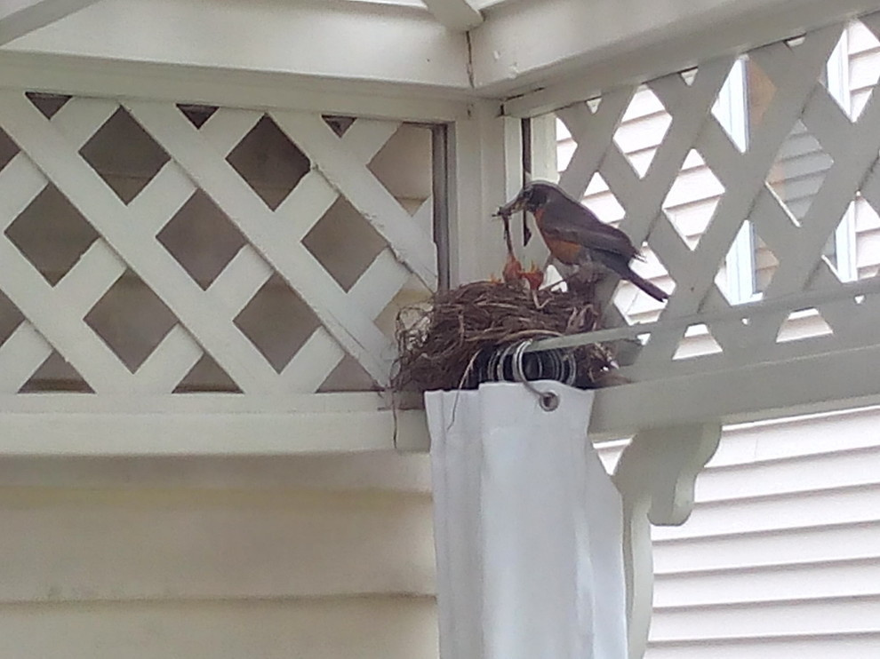 Houzz call: Покажите нам своих морских свинок, кроликов и попугайчиков