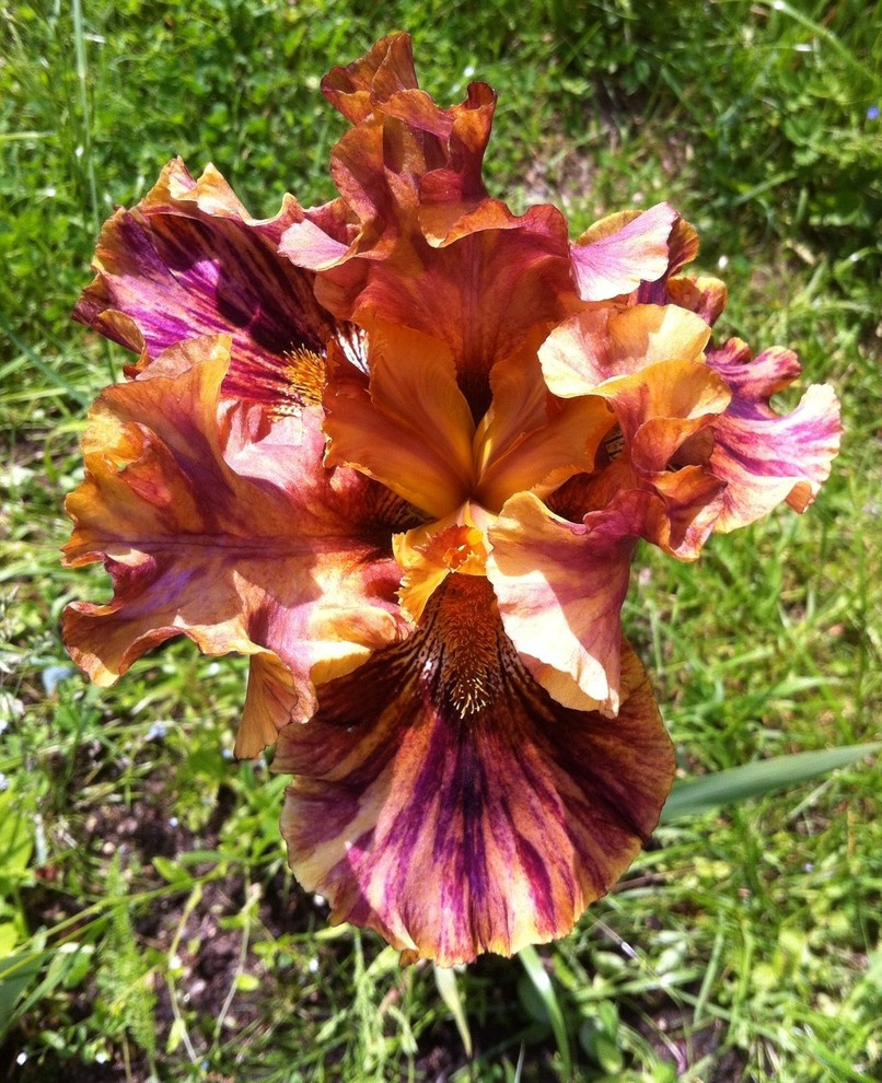 Цветок месяца: Ирис бородатый