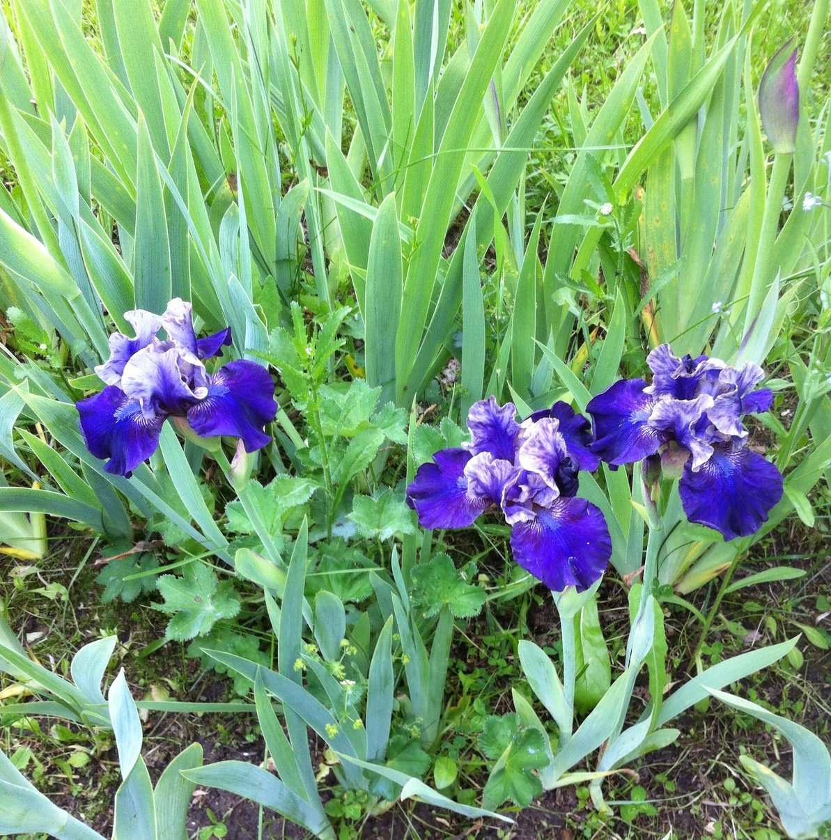 Цветок месяца: Ирис бородатый