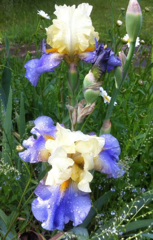 Цветок месяца: Ирис бородатый