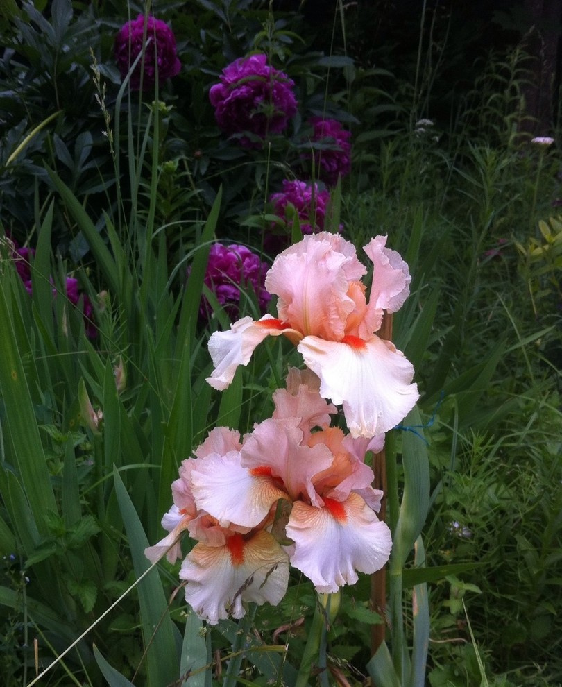 Цветок месяца: Ирис бородатый