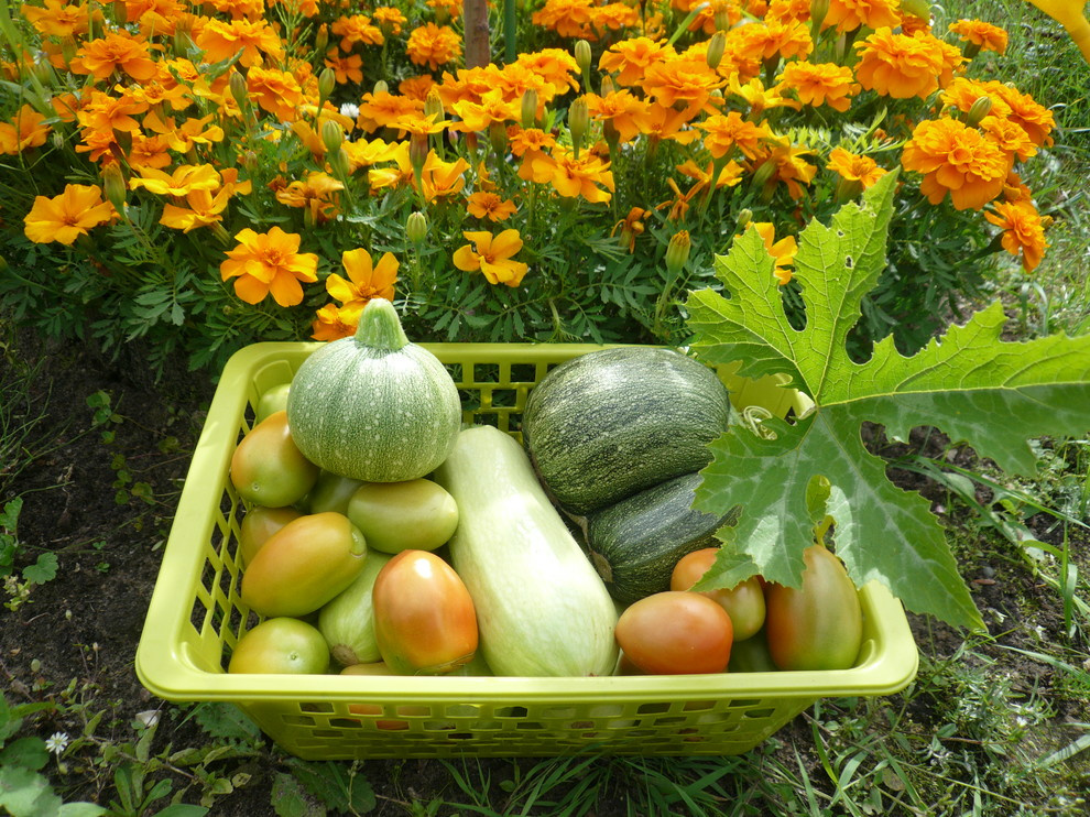 The best ever kitchen garden