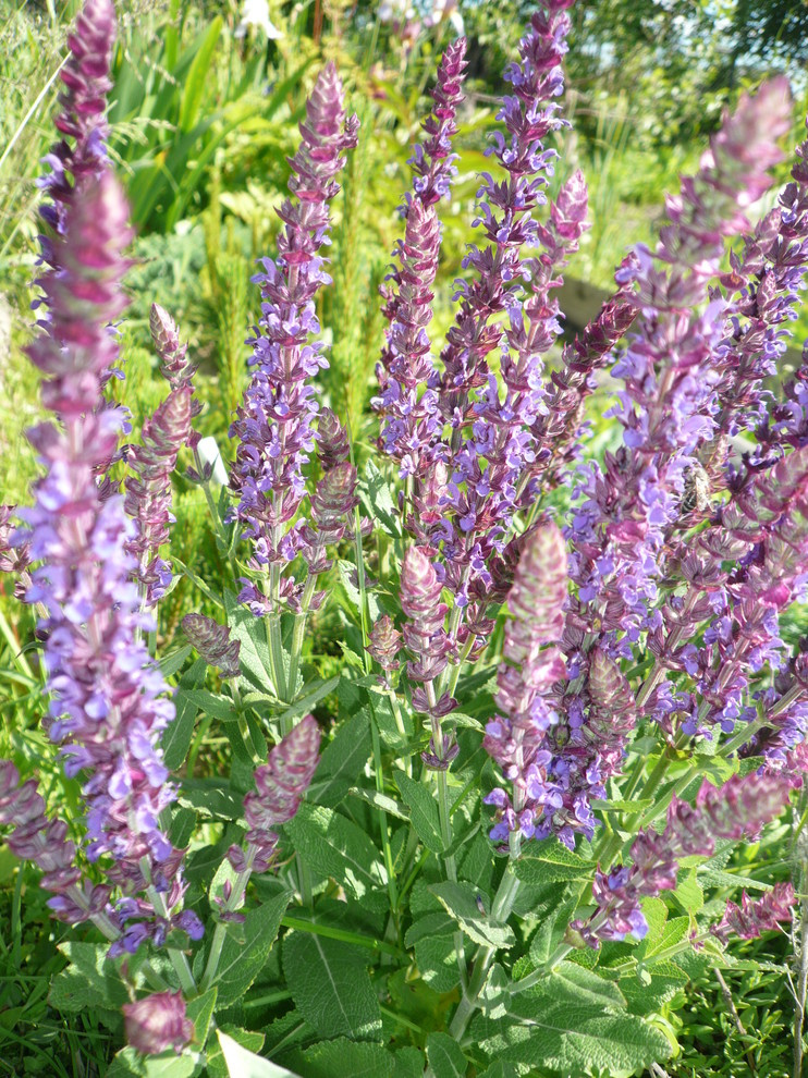 The best ever kitchen garden