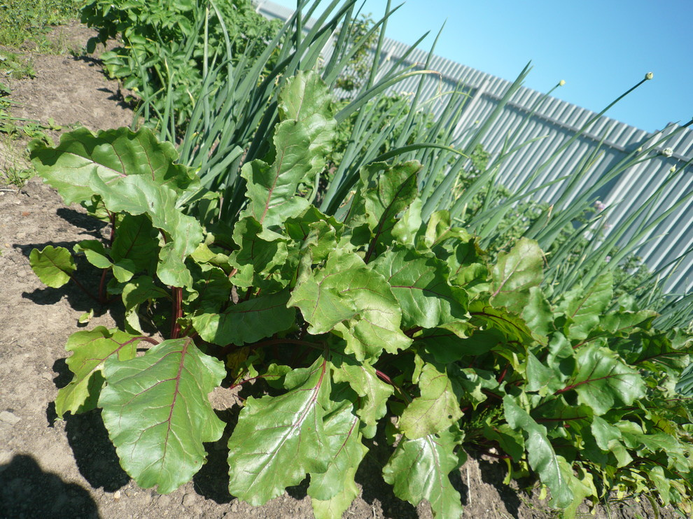 The best ever kitchen garden