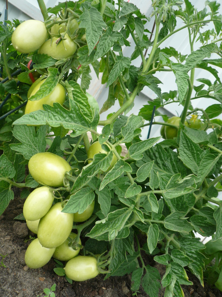 The best ever kitchen garden