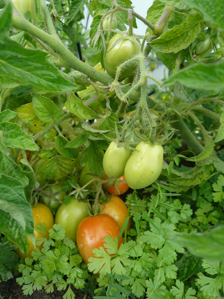 The best ever kitchen garden