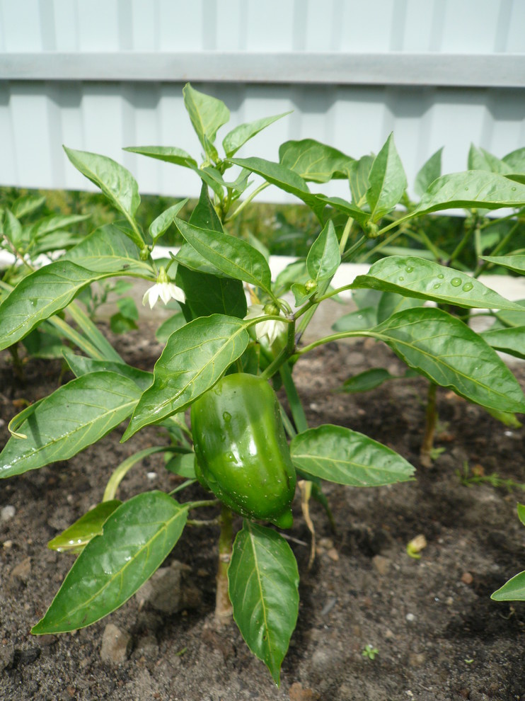 The best ever kitchen garden