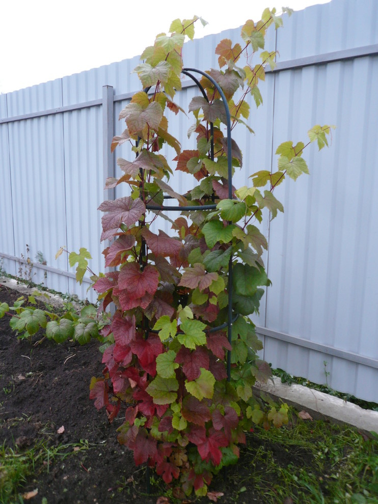 The best ever kitchen garden