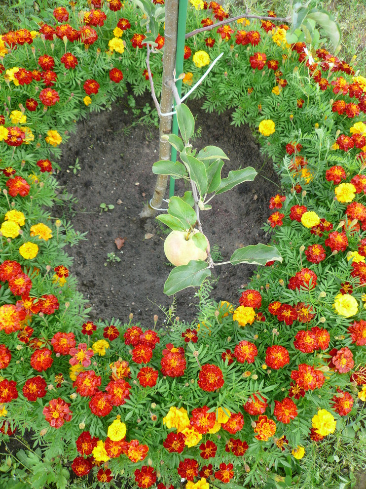 The best ever kitchen garden