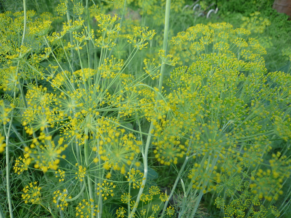 The best ever kitchen garden
