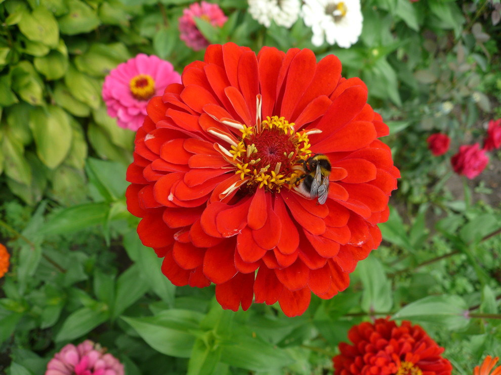 The best ever kitchen garden