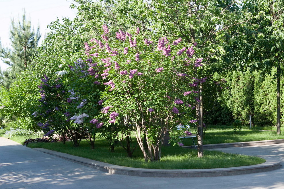 Проект недели: Сад в Заречье с декоративными цветниками из злаков