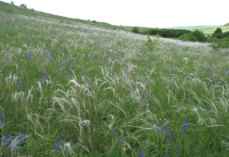 Проект недели: Серебряный ветер в саду из Белгорода