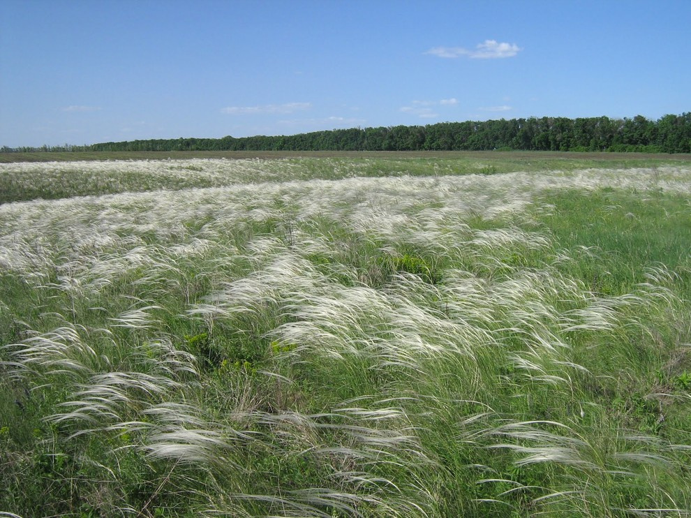 Проект недели: Серебряный ветер в саду из Белгорода