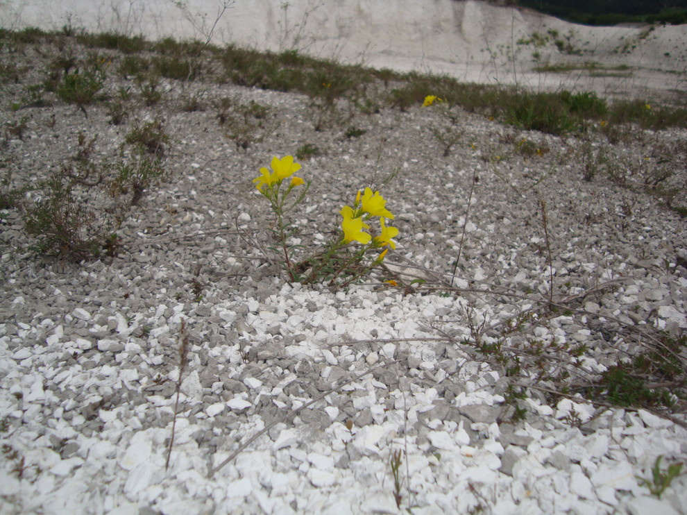 Проект недели: Серебряный ветер в саду из Белгорода