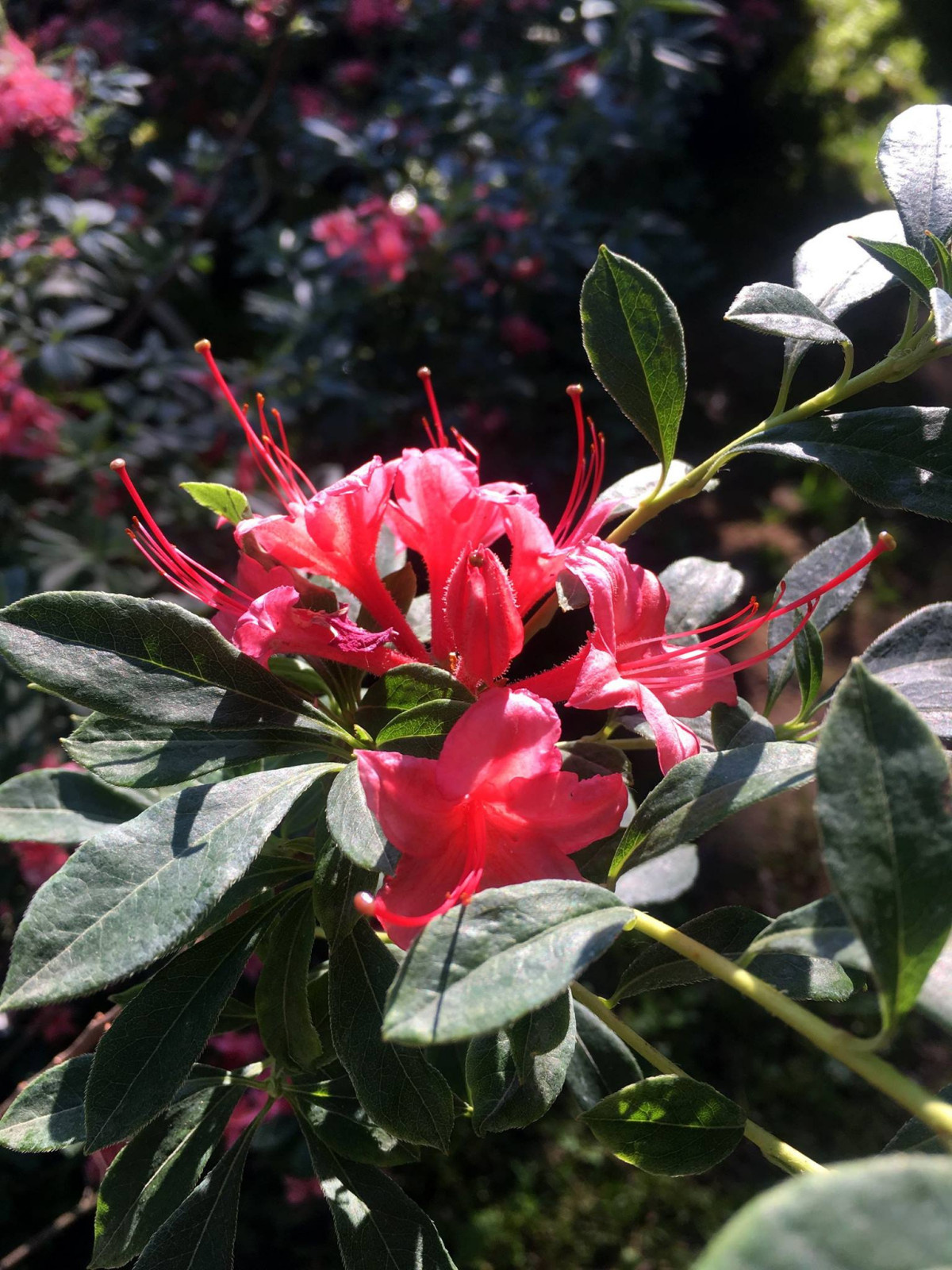снегири