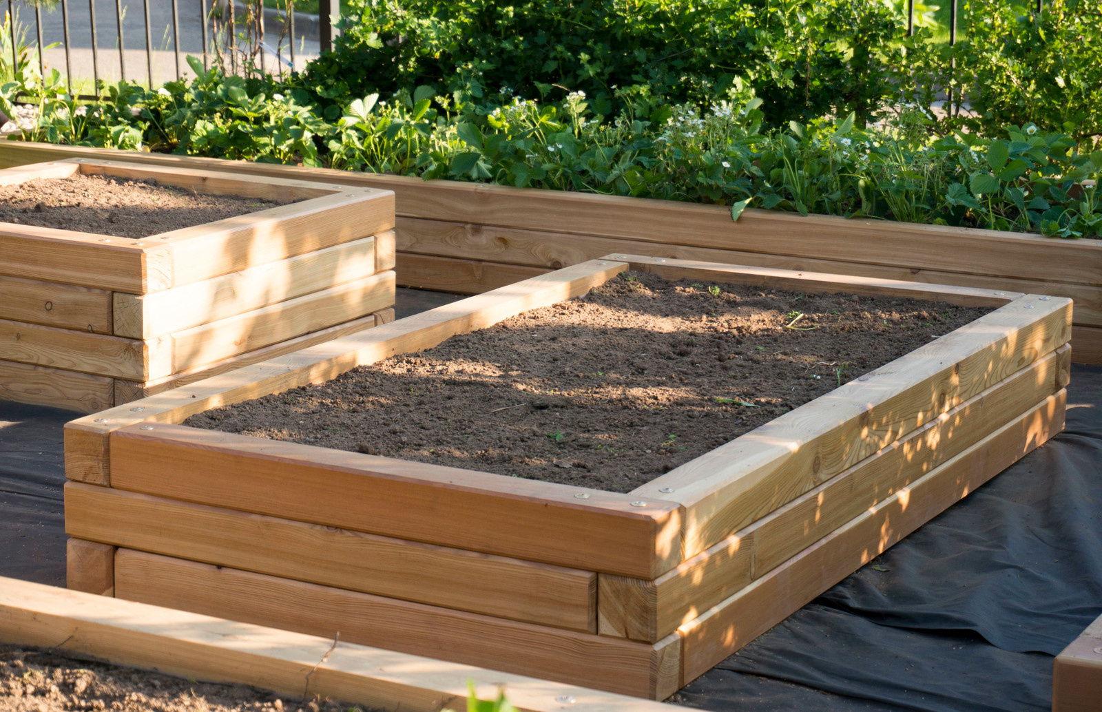 Наталья Каменева