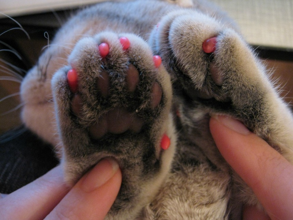 Кот в доме: Что делать, если начались проблемы