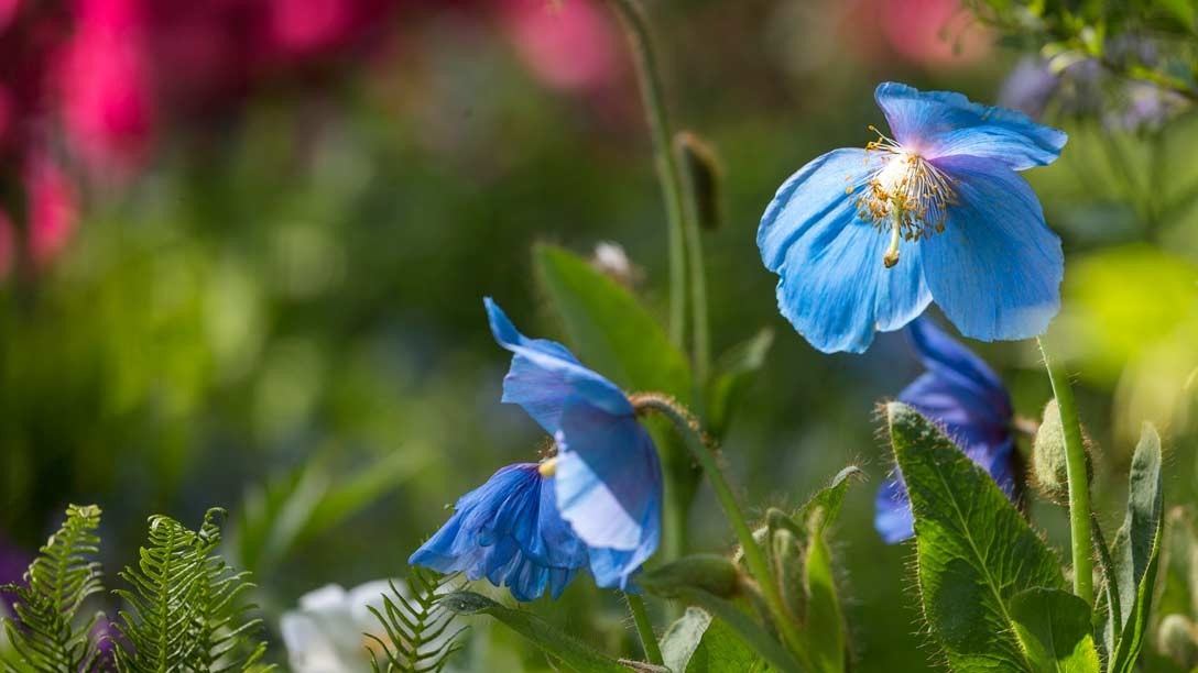 Челси 2018: Цветы
