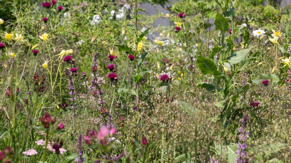 Уроки Chelsea Flower Show: Сад хорошего самочувствия