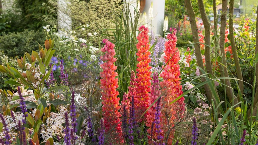 Челси 2018: Цветы